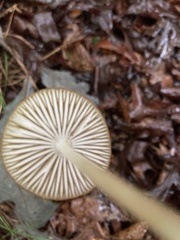 Hymenopellis sinapicolor
