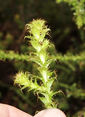 Cullumia reticulata