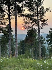 Picea glauca densata