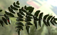 Cheilanthes viridis viridis