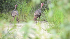 Meleagris gallopavo osceola