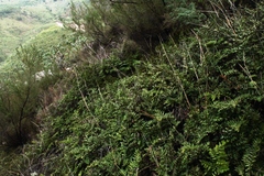 Cheilanthes viridis viridis