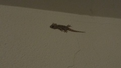 Tarentola mauritanica