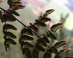 Cheilanthes viridis viridis