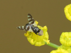 Sphaeniscus filiolus