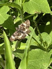 Chiomara