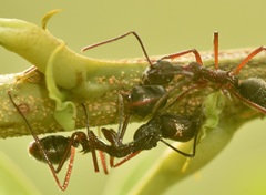 Tragopini