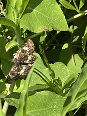 Chiomara
