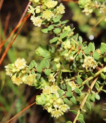 Clutia alaternoides brevifolia