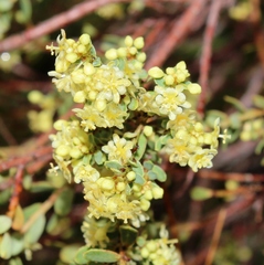 Clutia alaternoides brevifolia