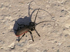 Ceroplesis ferrugator