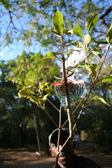 Achrioptera spinosissima