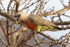 Poicephalus rufiventris