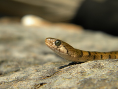 Asiatic Water Snake photo 3