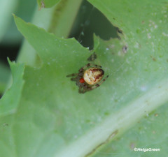 Araneus quadratus
