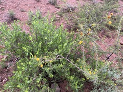 Vachellia constricta