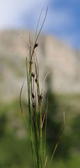 Oreojuncus monanthos