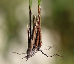 Oreojuncus monanthos