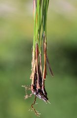 Oreojuncus monanthos