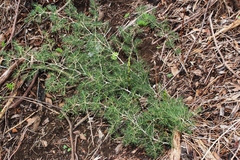 Asparagus rubicundus