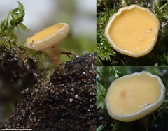 Hymenoscyphus calyculus