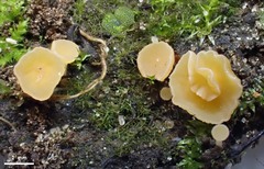 Hymenoscyphus calyculus