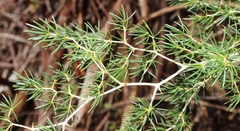 Asparagus rubicundus