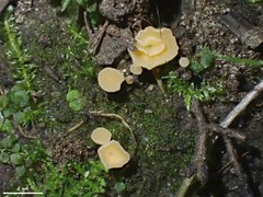 Hymenoscyphus calyculus