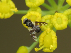 Sphaeniscus filiolus