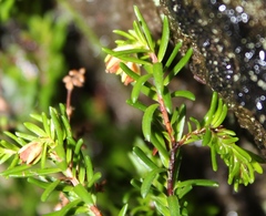 Erica depressa