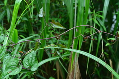 Clematis tashiroi