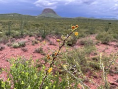 Vachellia constricta
