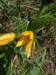 Gloriosa modesta