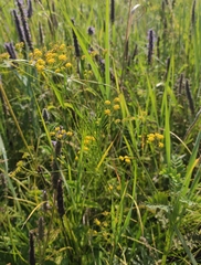 Bupleurum scorzonerifolium