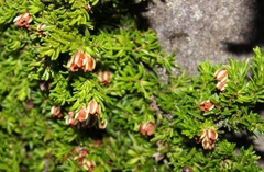 Erica depressa
