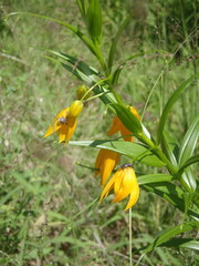 Gloriosa modesta