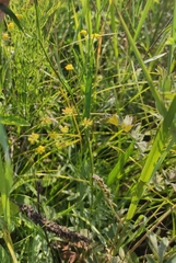 Bupleurum scorzonerifolium