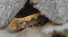 Ornativalva erubescens
