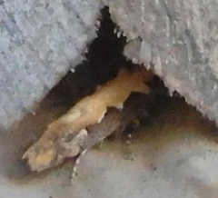 Ornativalva erubescens