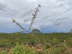 Vachellia constricta