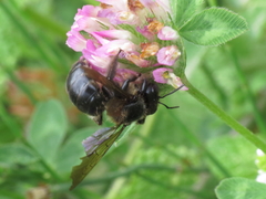 Xylocopa uclesiensis