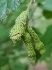 Phyllocoptruta coryli