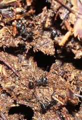 Myrmicaria nigra