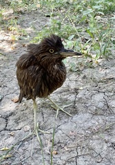 Nycticorax nycticorax