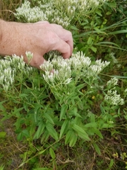 Eupatorium subvenosum