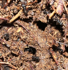 Myrmicaria nigra