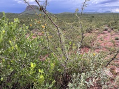 Vachellia constricta