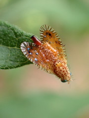 Paracantha culta