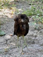 Nycticorax nycticorax