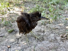 Nycticorax nycticorax